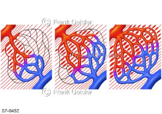 Blutkreislauf, Kreislaufregulation Perfusion, Durchblutung der Gefäße
