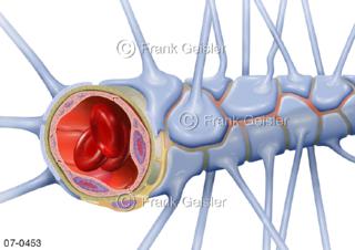 Blutgefäße Blutkapillare, Blut-Hirn-Schranke mit Perizyten