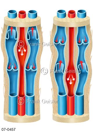 Bluttransport durch Begleitvenen und Arterien