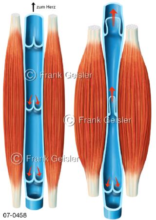 Blutkreislauf, Bluttransport durch Muskel-Venen-Pumpe