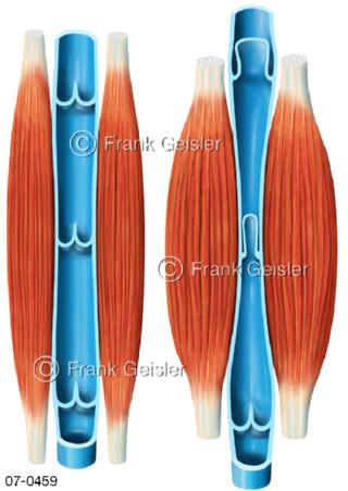 Blutkreislauf, Bluttransport durch Muskelpumpe
