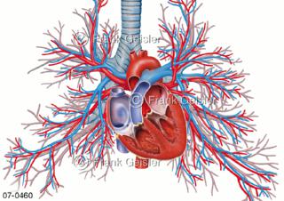  Blutkreislauf Herzpumpe Herz, Lungenkreislauf mit Bronchien