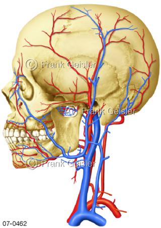 Blutkreislauf Kopf Hals, Blutgefäße Arterien Venen linksseitig