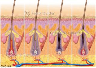 Haar, Haarzyklus der Haarfollikel, in der Haut verankerte Strukturen