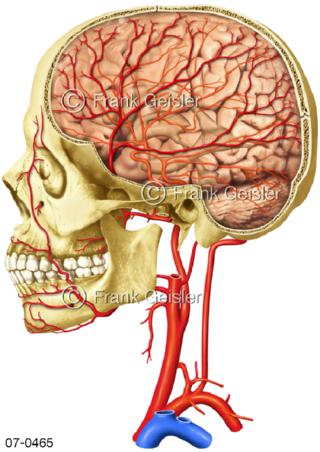 Blutkreislauf, innere Arterien Arterienäste Hals Gehirn