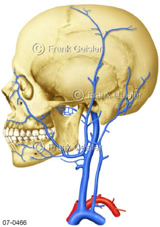 Blutgefäße Kopf Hals, Venen linksseitig