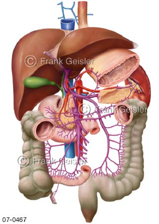 Blutkreislauf Pfortader Portalvene im Pfortadersystem