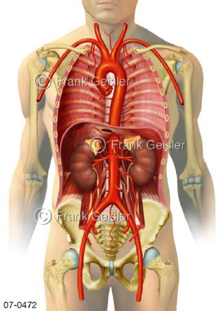 Rumpf mit Aorta Schlagader Arterienstamm