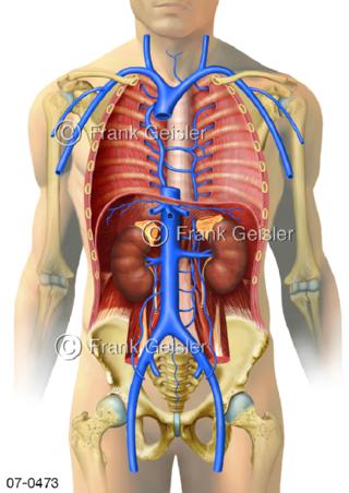Hohlvene mit  Venen des Stammes