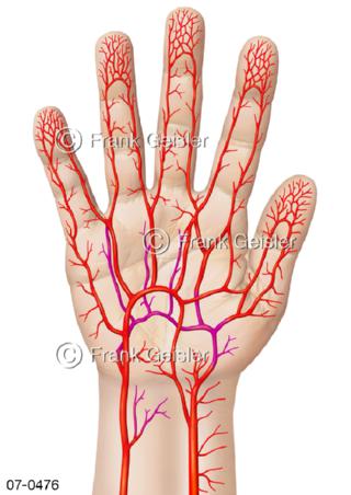Blutgefäße, Arterien der Hand Innenhand