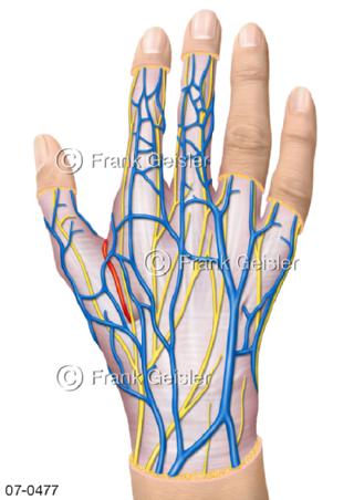 Blutgefäße der Hand, Venen auf Außenhand