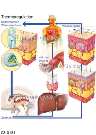 Haut, Rezeptoren, Physiologie Thermoregulation