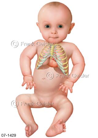 Herz mit Organe im Brustkorb Baby