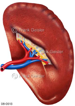 Organ Milz, Blutbildung Splen Lien
