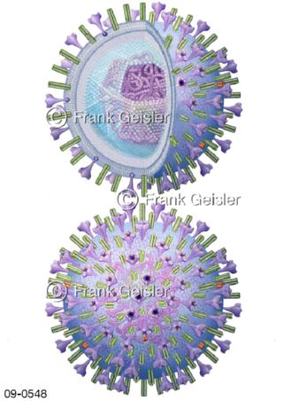 Krankheitserreger Rhinoviren RNA-Viren