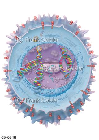 Brustkrebs, HER2-Rezeptoren  DNA Krebszelle