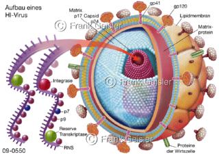 AIDS-Virus HI-Virus, ein Erreger, der das Immunsystem schwächt