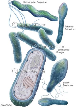 Schnitt Stäbchenbakterie, verschiedene Bakterienformen
