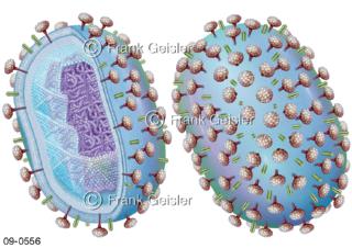 Masernvirus, Masern eine hochansteckende Virus-Erkrankung