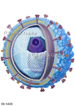 FMSE-Virus der Frühsommer Meningoenzephalitis