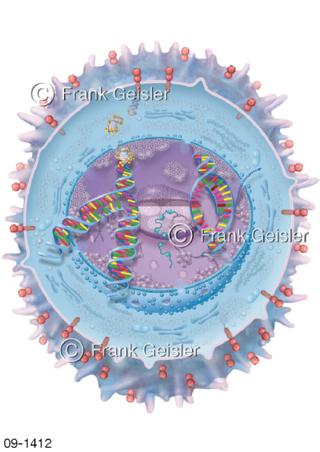 Brustkrebs Wachstumsfaktor Rezeptor HER2