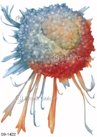 Infektion, aktive Makrophage Fresszelle