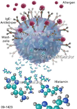 Mastzelle mit Allergen Histamin