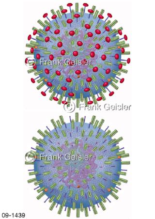 Infektion Virus, Grippevirus immun