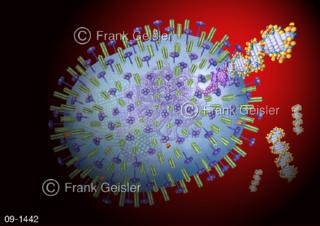 Infektion Vogelgrippe durch H5N8-Virus, Freisetzung DNA
