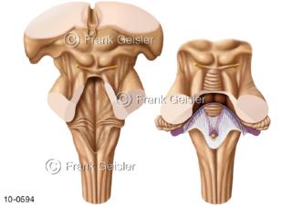 Gehirn, Hirnstamm Stammhirn Rautengrube und Rückenmark