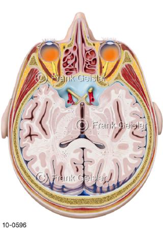 Horizontalschnitt Kopf, Gehirn mit Sehnerv
