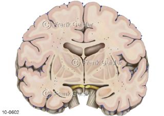 ZNS Gehirn, Frontalschnitt durch Teile Großhirn Endhirn