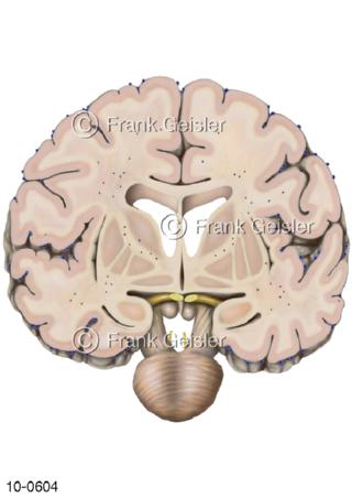 Gehirn, Frontalschnitt Endhirn Mittelhirn