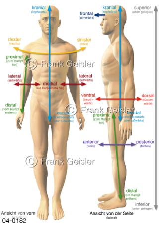 Richtungen Organe, Topografie Lagebeziehungen