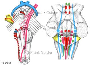 ZNS Gehirn, Nerven Hirnnerven Hirnstamm mit Hirnnervenkerne