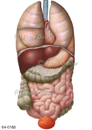 Übersicht Organe Rumpf, Topografie Organe Körper frontal