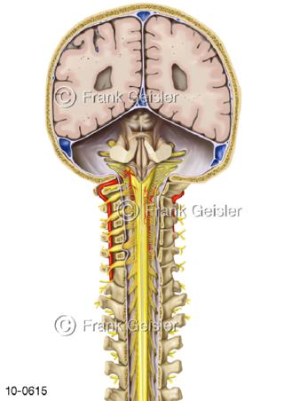 ZNS Gehirn, Hirnstamm Rückenmark