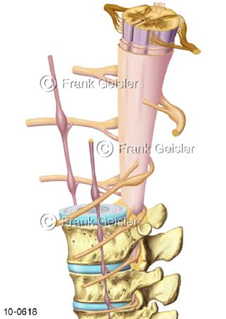 ZNS Nervengeflecht Rückenmark Spinalnerven