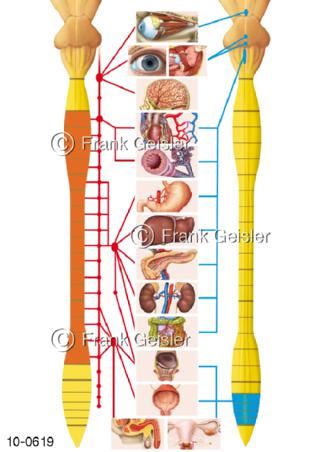 ZNS Nervengeflecht Rückenmark, vegetatives Nervensystem