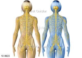 ZNS Nervengeflecht Rückenmark bei der Frau, Ansichten dorsal