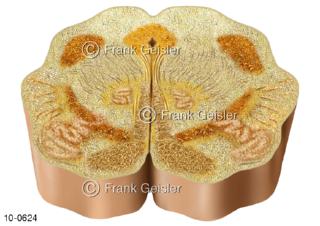 ZNS Gehirn, Histologie Hirnstamm, Schnitt durch Rückenmark