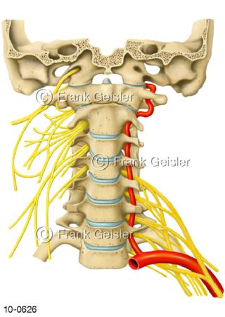 ZNS Nervengeflecht, Halsgeflecht rechts, Armgeflecht links