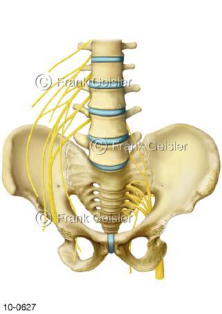 ZNS Nervengeflecht, Lendengeflecht Kreuzbeingeflecht
