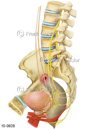 Innervation Nerven Harnblase Prostata Enddarm
