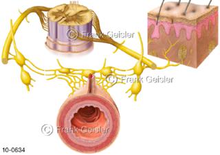 ZNS, unwillkürliche periphere Nerven, Verbindung Organe Haut