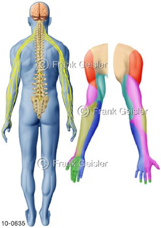 ZNS Nervengeflecht, Hautversorgungsfelder Hautinnervationen Arme