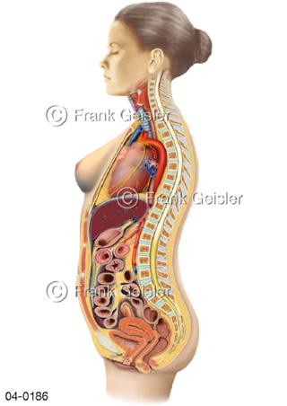 Organe im Körper der Frau von lateral
