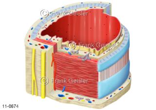 Anatomie Luftröhre Trachea mit Knorpelspangen Muskelgewebe und Schleimhäute als 3D-Schnitt