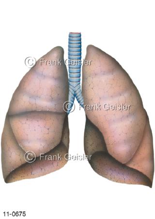 Atemtrakt Luftröhre Trachea und Lungen