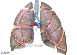 Lungensegmente der Lunge mit Luftröhre Trachea Bronchien und Blutgefäße